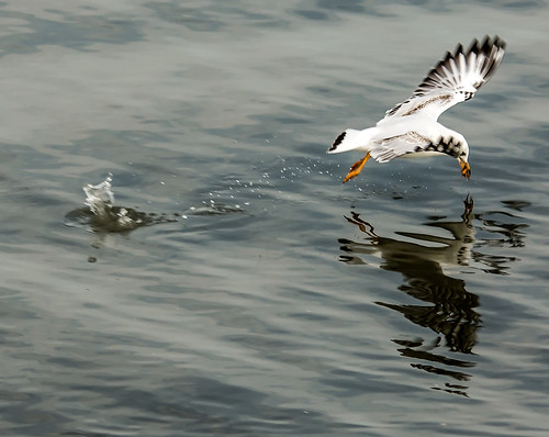 Fishing Seagull #6