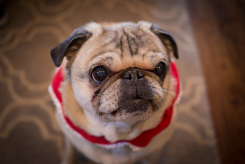 Mrs. Claus, Pug Edition by bump