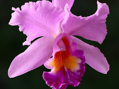 Splendid and amazing orchids