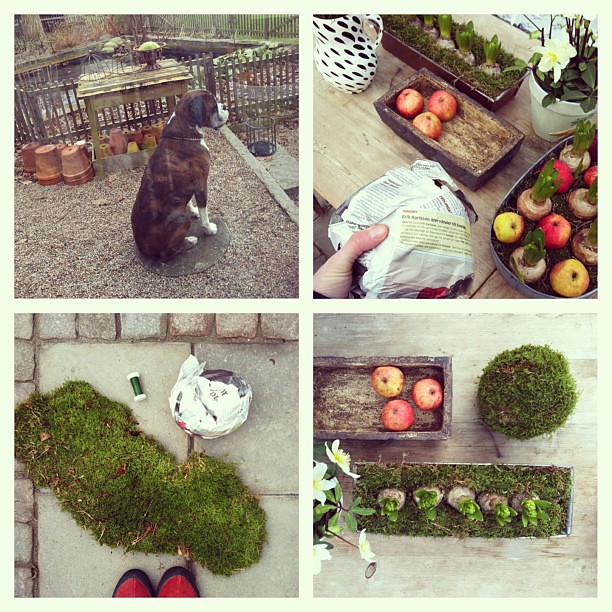 Jag gjorde en mossboll! #greenhouse #flowers #moss #apple #tiger #boxer