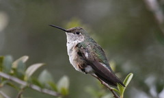 Immature Broad-tailed Hummingbird