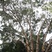 Garden Inventory: Eucalyptus - 07