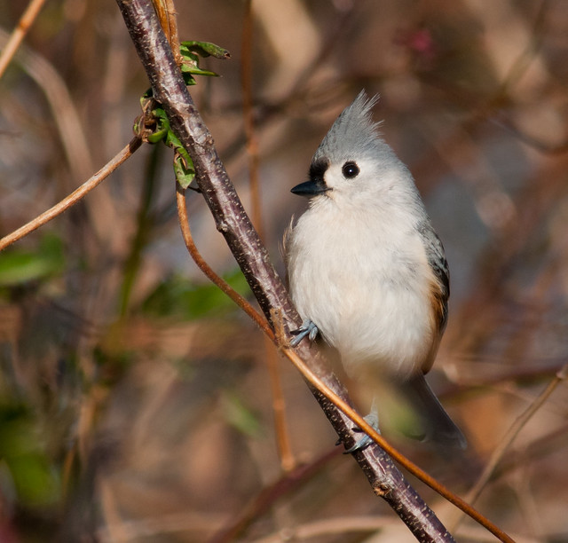 Tufted Titmouse 1/4 1