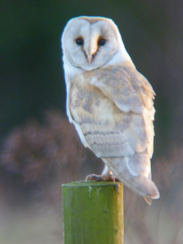 Barn Owl, Nosterfield