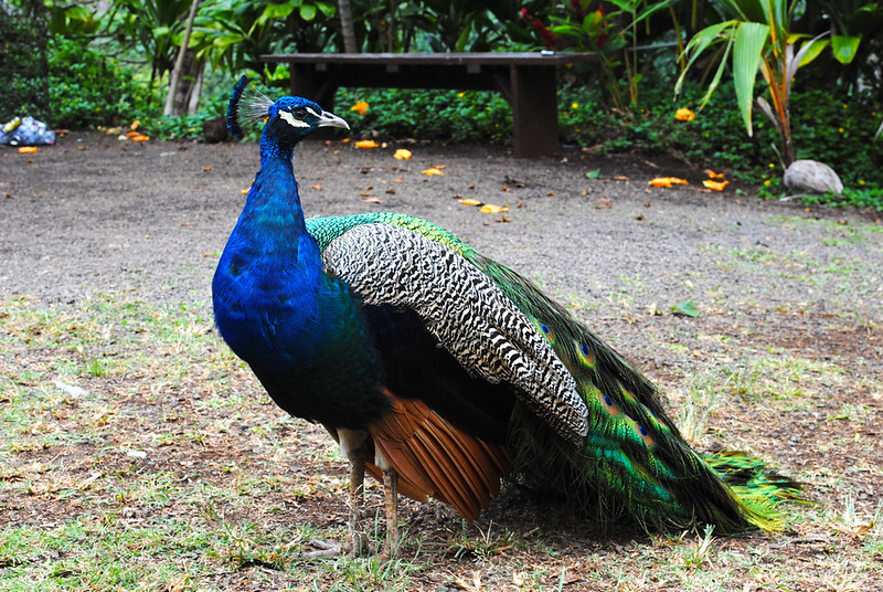 Peacock at Kamokila Village