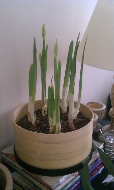 paper whites growing in bamboo container