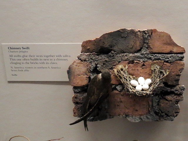 Chimney Swift nest