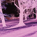Silhouetted Trees (C41 Processed Velvia)