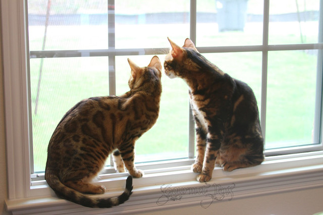 Bengals Hanging Out In The Window