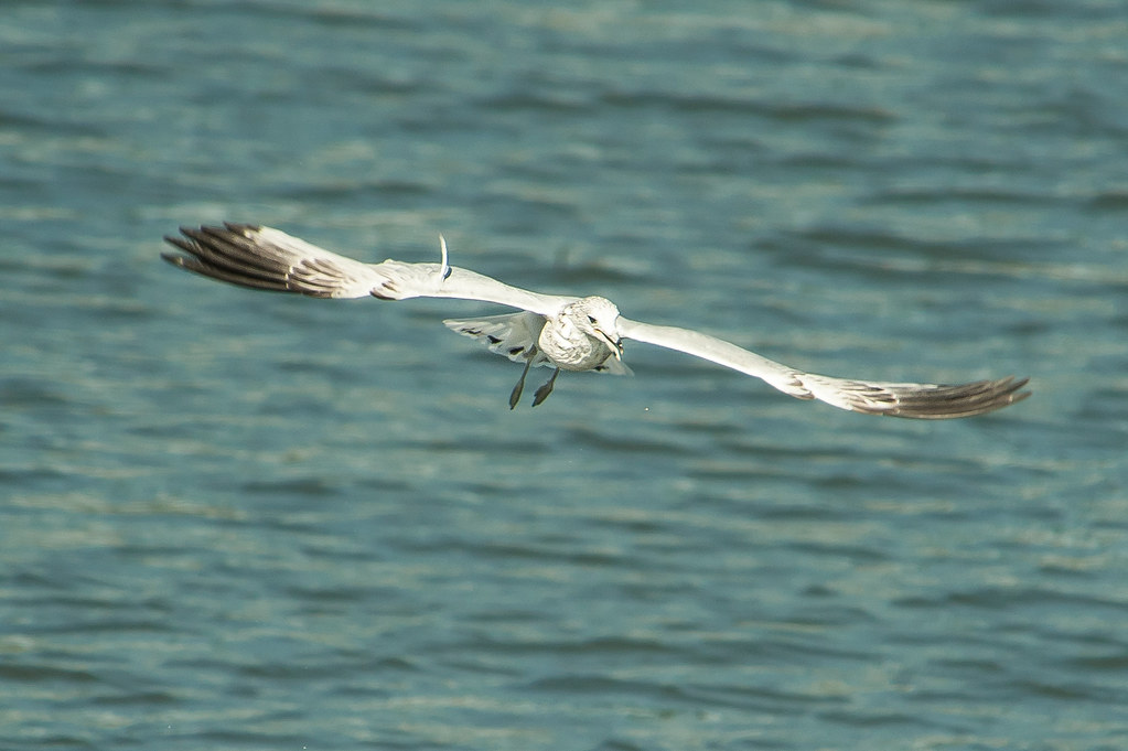 DSC_5697 ~ Ring billed Gull gliding over the Bronx River
