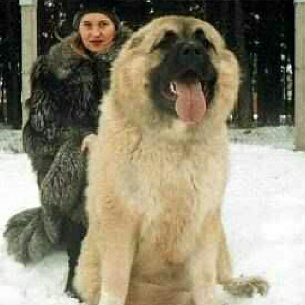 The biggest dog in the world, Caucasian Shepard Mountain Dog | Flickr 