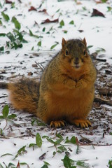 UM Squirrel 2008-2012 P365