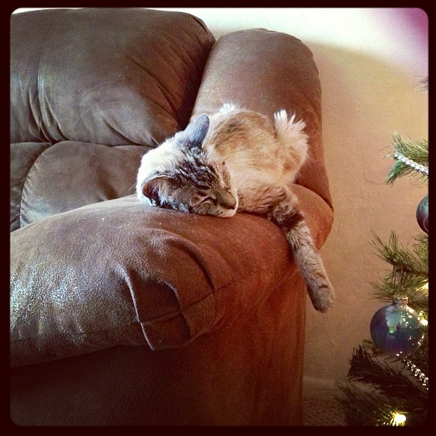 New Year's Eve...perfect time for a cat nap.