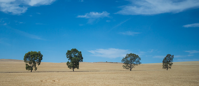 Outback Trees in Wheat Field