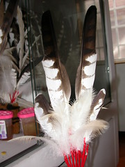 亞成體熊鷹的羽毛呈現三角紋最值錢，圖為工藝店販售定價16,000元的羽扇。（攝影：孫元勳）