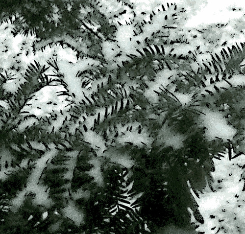 New Snow on Evergreen Branch (Digital Woodcut) by randubnick