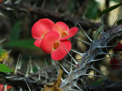 Euphorbiaceae　トウダイグサ科