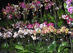 Detlef Frenzel Orchideen