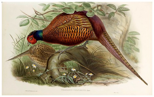 019-Common Pheasant-The birds of Asia vol. VII-Gould, J.-Science .Naturalis