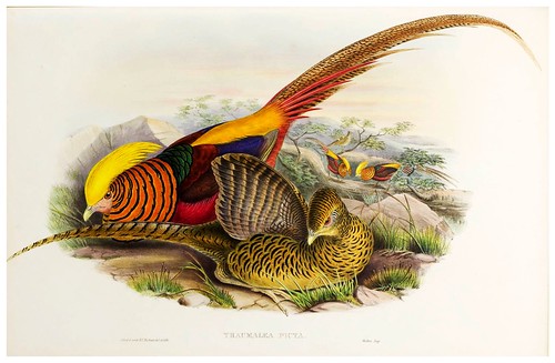 003-Golden Pheasant-The birds of Asia vol. VII-Gould, J.-Science .Naturalis
