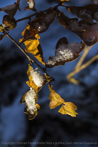 Winter kommt by Zdenek Papes