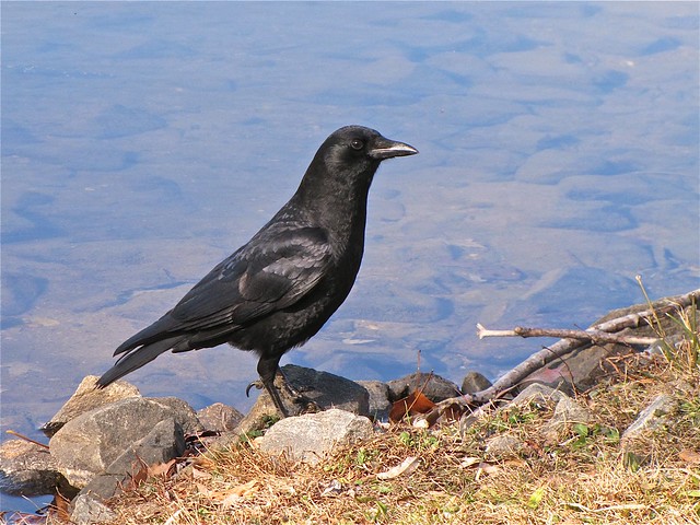American Crow at Lake Junaluska in Haywood County, NC 05