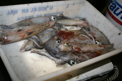 Trobada de calamars desembre 2012