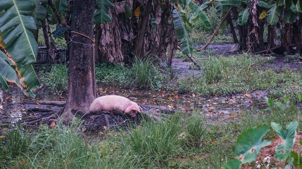 Свинья на острове Боракай