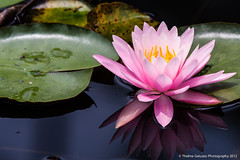 Lotus & Water Lilies