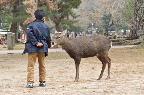 Boy Feeding a Nara Deer