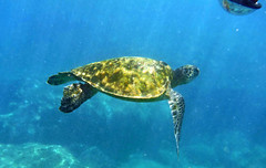 Sea Turtles Shark's Cove