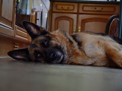 Our Old Dog Della
