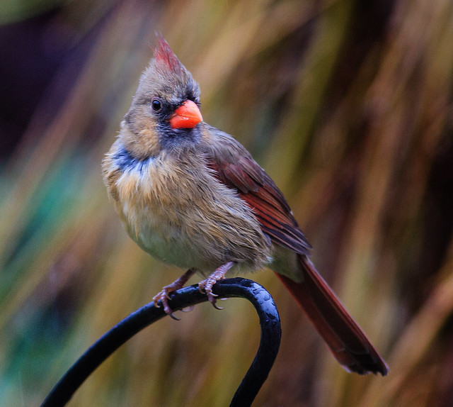 Portrait of a Female Northern Cardinal