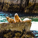 Steller Sea Lions at Kenai Fjords National Park - Alaska, USA