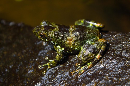 small frog, Madagascar