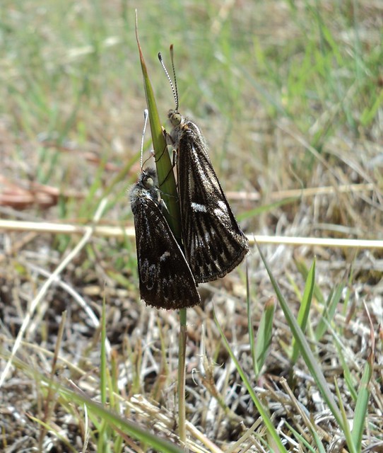 Striated Sun Moths mating