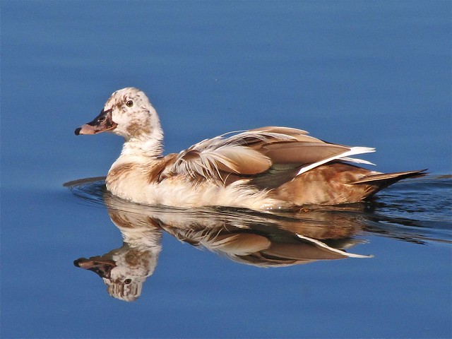 Mutt Duck at Lake Junaluska in Haywood County, NC 08