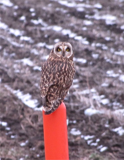 Short-eared Owl Between Gridley and El Paso in McLean County 02