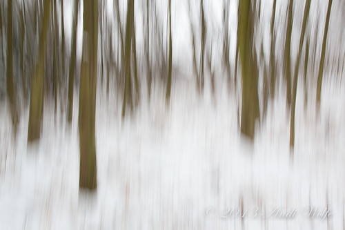 ICM: Winter trees by andiwolfe