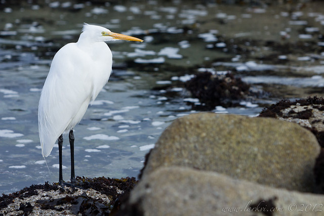 Great Egret, Pacific Shore,  Monterey, 2013