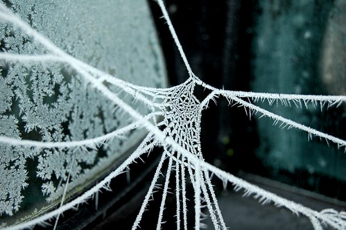 Along came a spider and froze