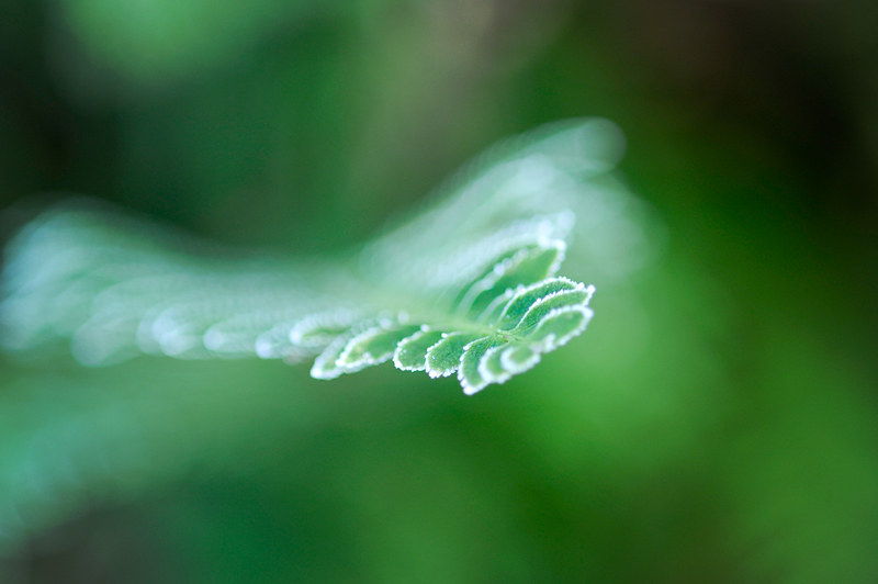 frosty fern