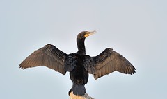 Cormoran à aigrette / Double-crested Cormorant