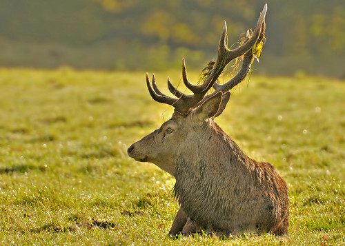 Stag at rest by Andy Pritchard - Barrowford