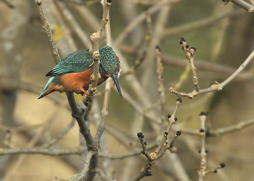 Kingfisher on the lookout for a snack by Andy Pritchard - Barrowford