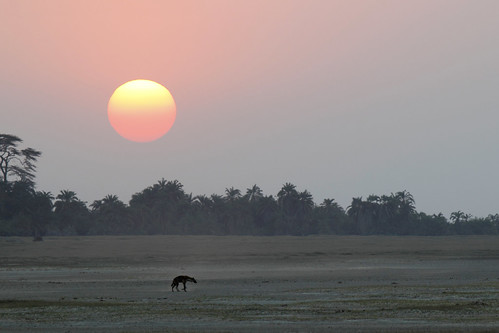 Amboseli Sunset by Megan Lorenz