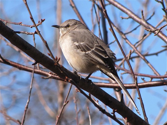 Northern Mockingbird at Lake Junaluska in Haywood County, NC 09