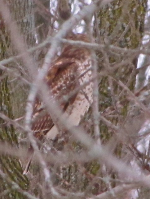 Red-shouldered Hawk in Downs, IL 01
