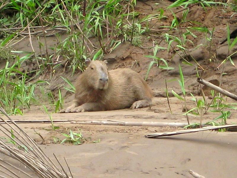A capybara on the banks of the Tambopata River