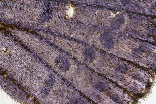Lycaeides melissa samuelis, male, close up scale,_2013-01-24-14.39.54 ZS PMax